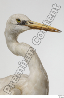 Stork  2 head neck 0003.jpg